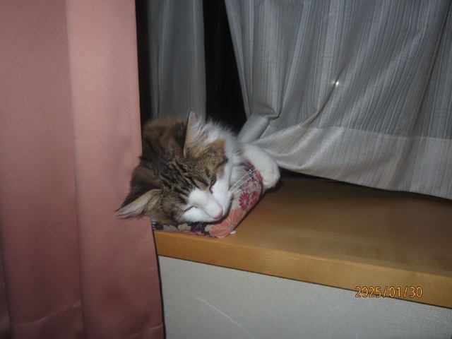 零時半出窓ベッド