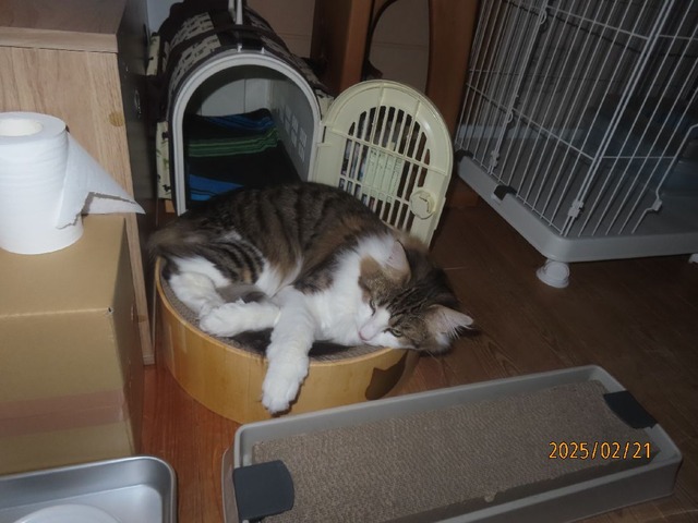 零時バリバリボウル