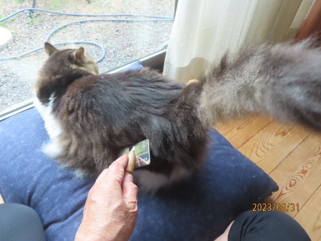 ブラッシング①