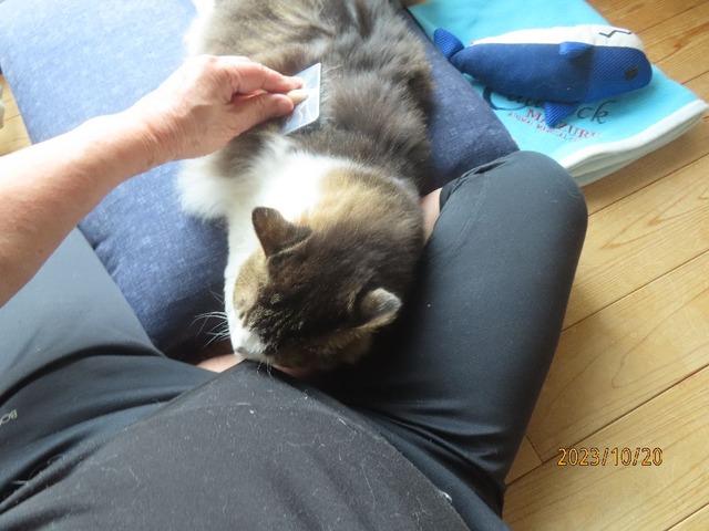 ブラッシング③