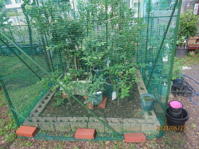 ブルーベリーネット