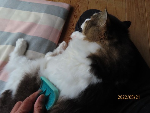 ブラッシング③