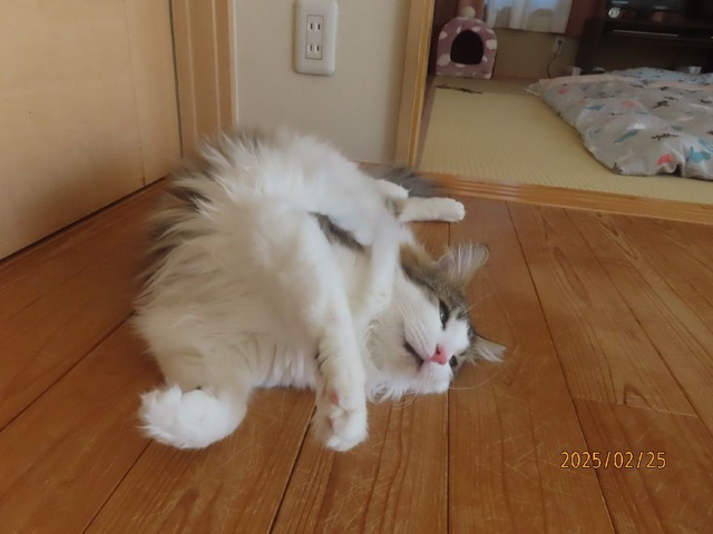 床ころりん①