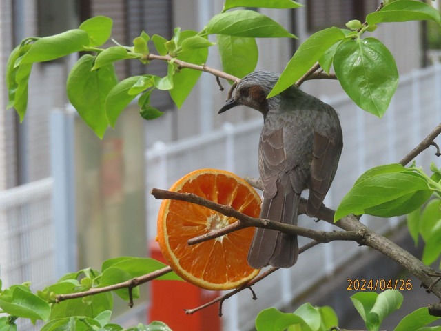 ヒヨドリみかん