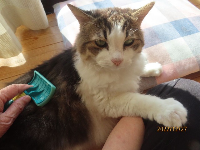 ブラッシング②