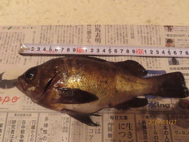 27cm