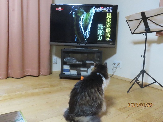 ダーウィン①