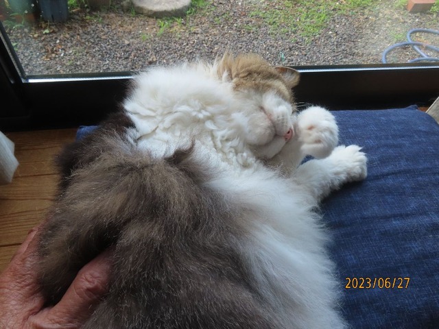 ブラッシング②