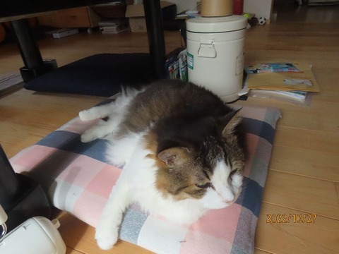 ただいま