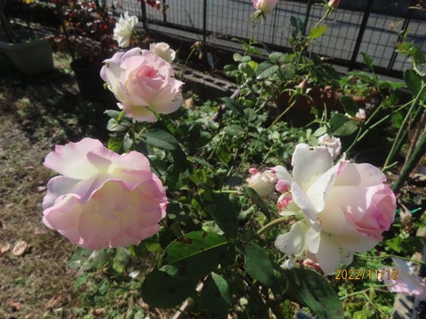 マチルダ