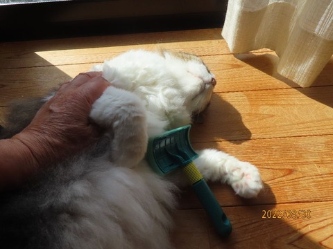 ブラッシング②