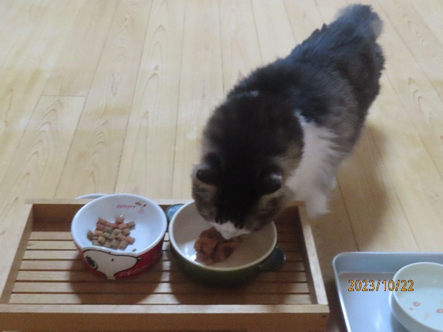 銀のスプーン19時