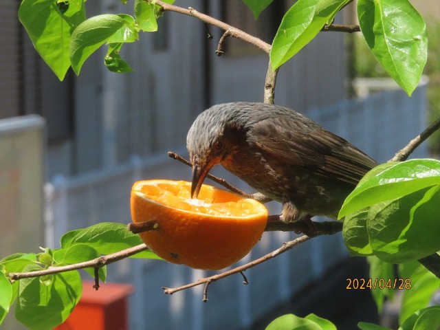 ヒヨドリみかん