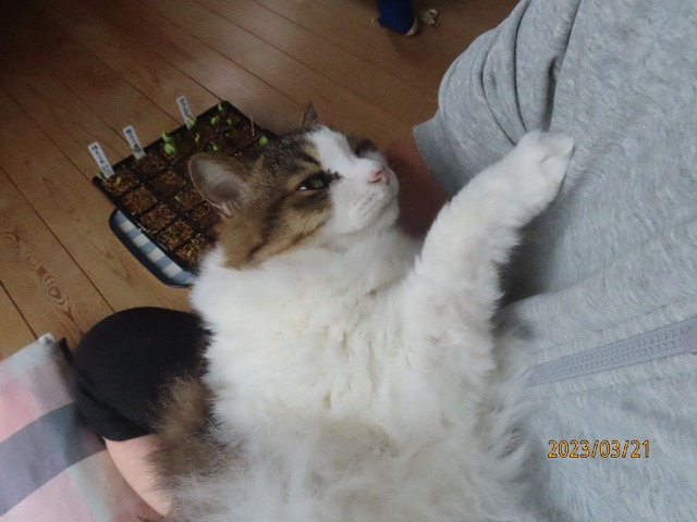 おしまい抱っこ