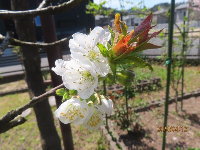 サクランボの花