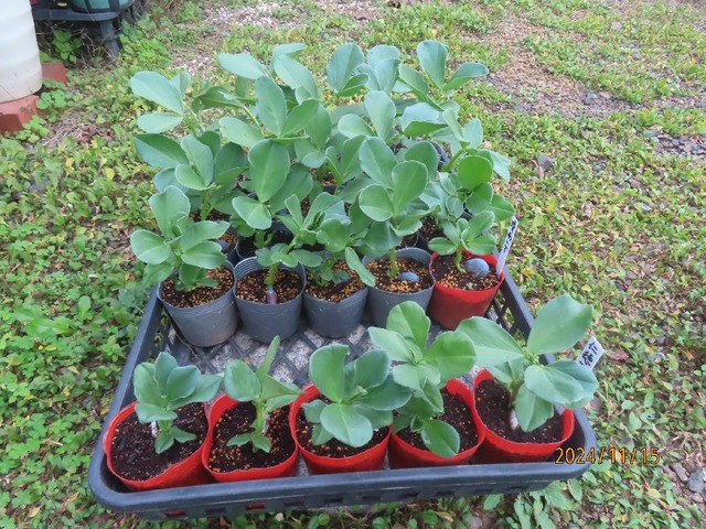 イトコへ②陵西