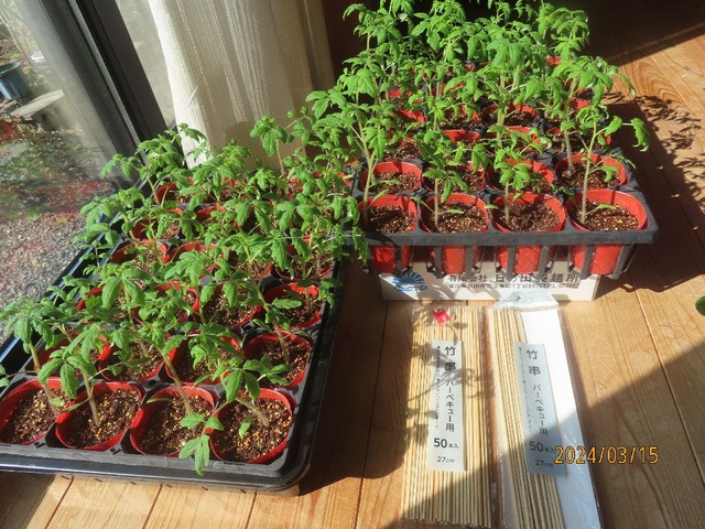 トマト苗窓辺