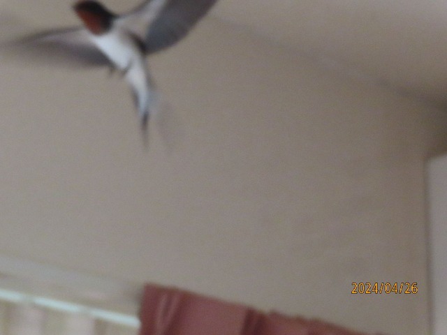 ツバメ②