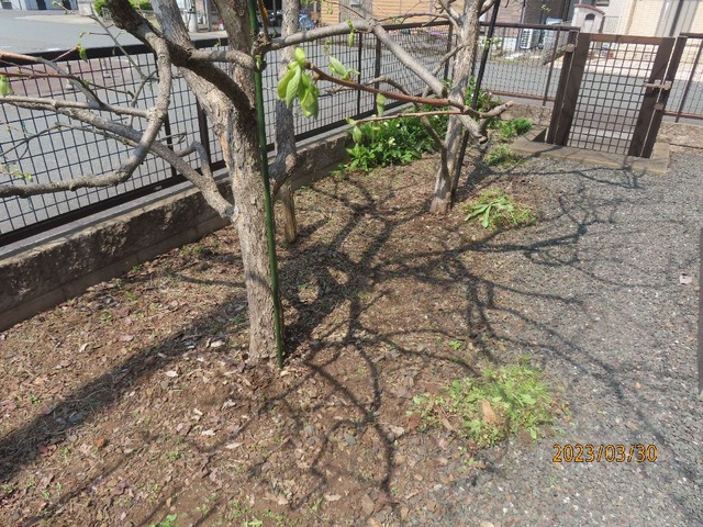 柿の木周り除草