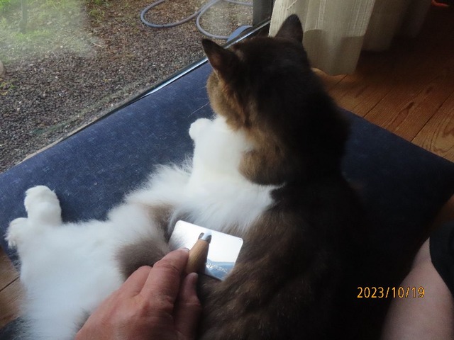 ブラッシング①