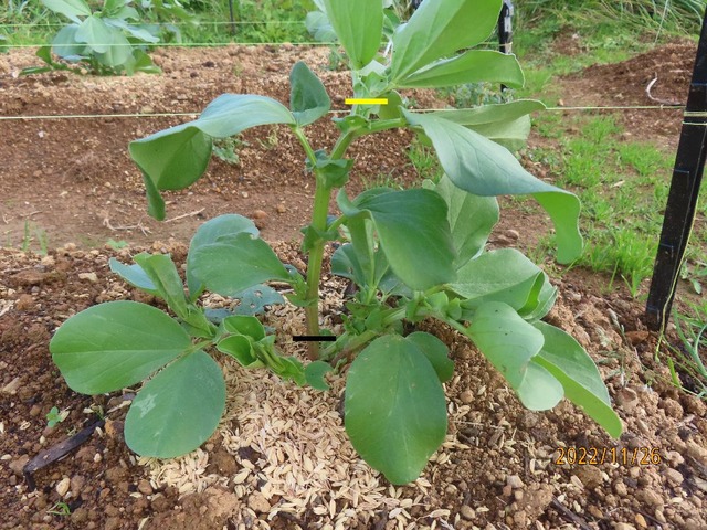ソラマメ脇芽