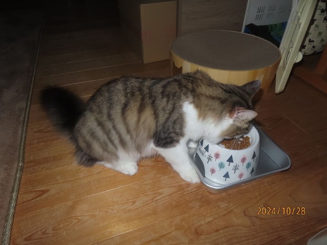 六時半朝ゴハン