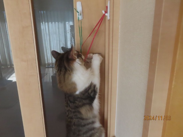 ドア②