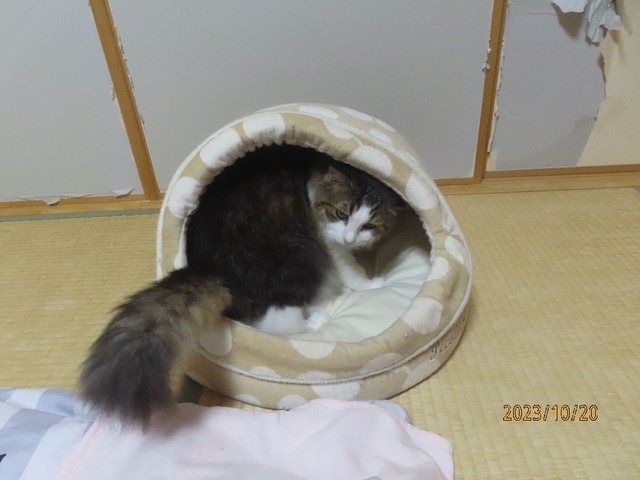 ふう「おやすみ」