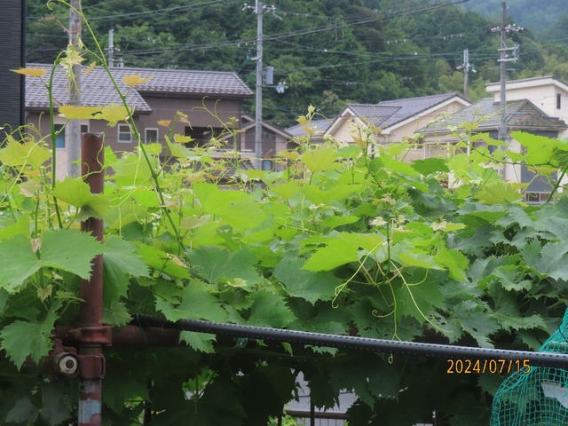 ブドウツル