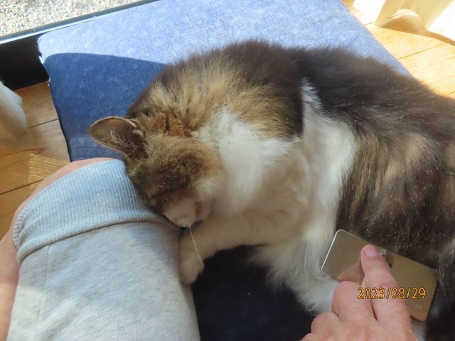 ブラッシング①