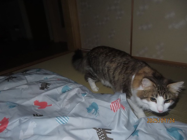 こっちへ来たよ