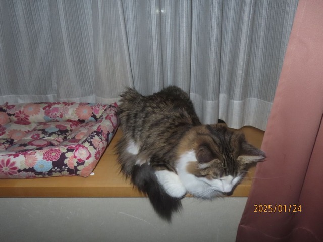 四時前出窓ベッド