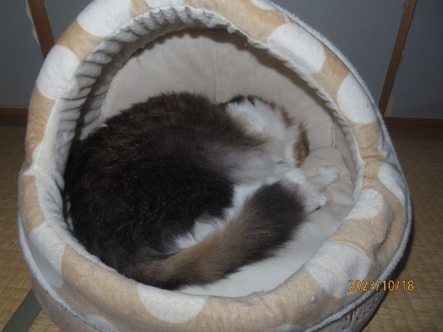 六時半まだベッド