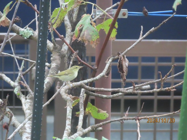 センダイムシクイ