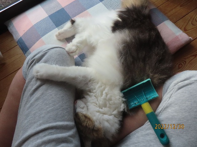 ブラッシング③