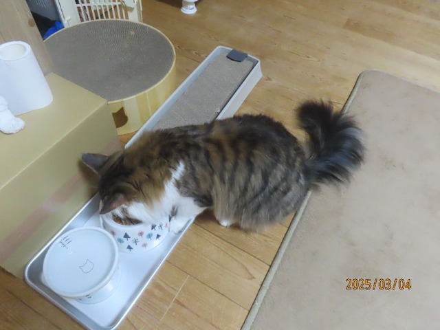 晩ゴハンおかわり