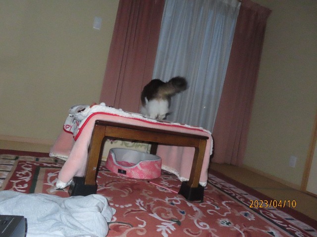 すぐコタツベッド