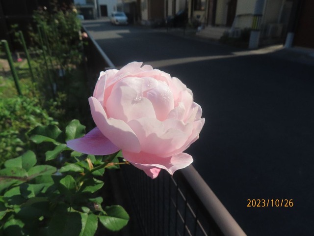 プリュム