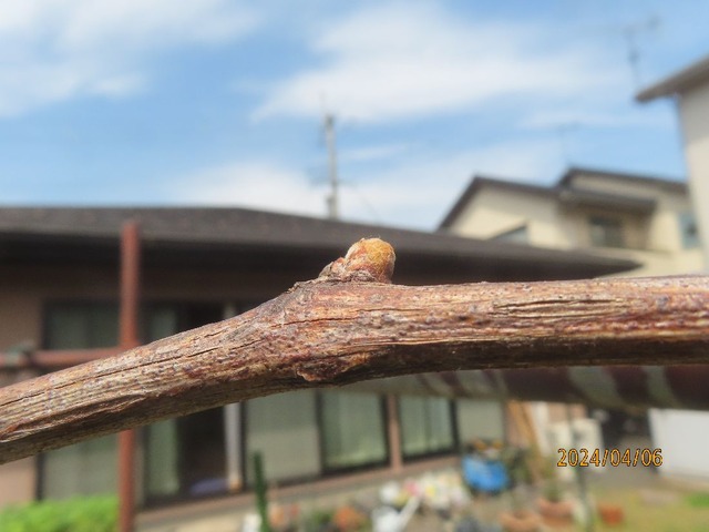 ぶどうの芽