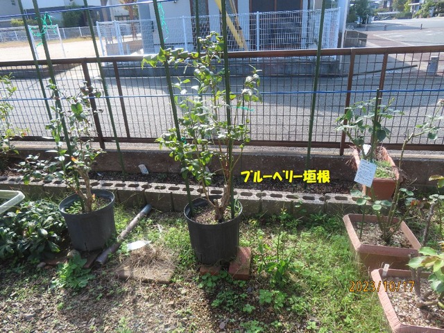 垣根ブルーベリー