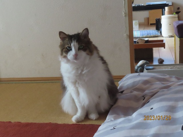 和室でにゃ