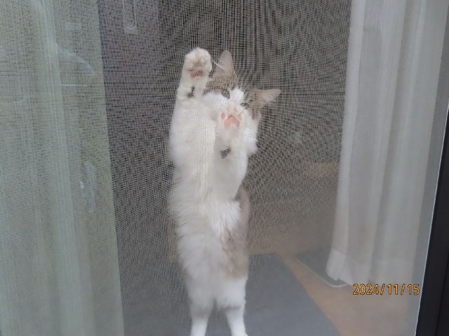 さつき君が見ていました