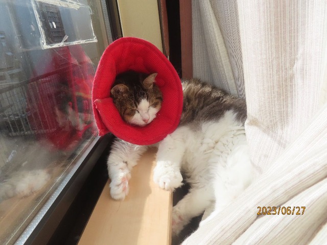 七時四十分和室窓