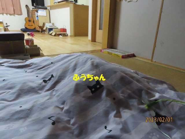夕方布団潜り