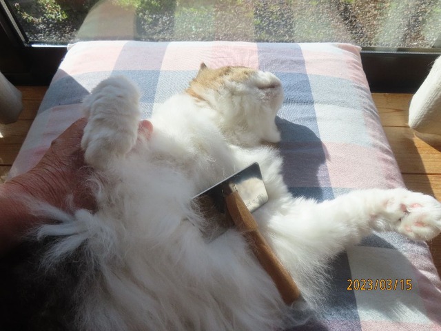 ブラッシング③