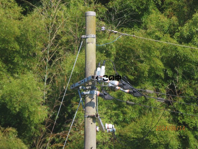 電柱に巣