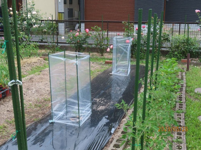 庭のスイカ行灯