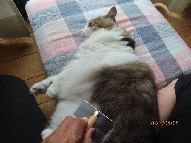 ブラッシング②