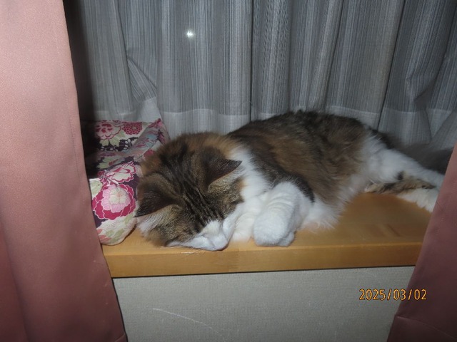 出窓でぷす~