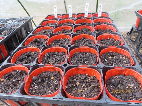 二十二日発根カボチャ